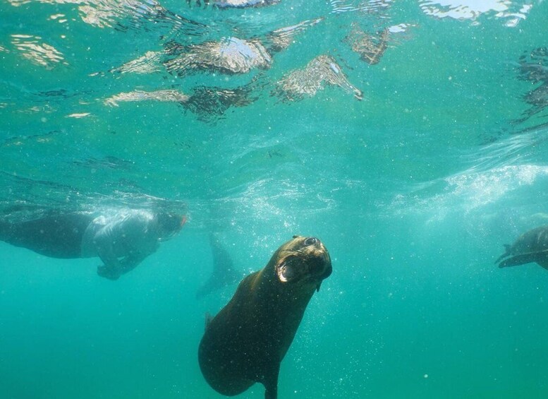 Picture 14 for Activity Plettenberg Bay: Swim with the Seals