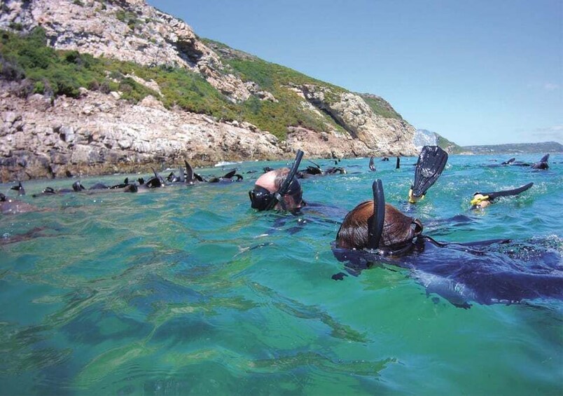 Picture 5 for Activity Plettenberg Bay: Swim with the Seals