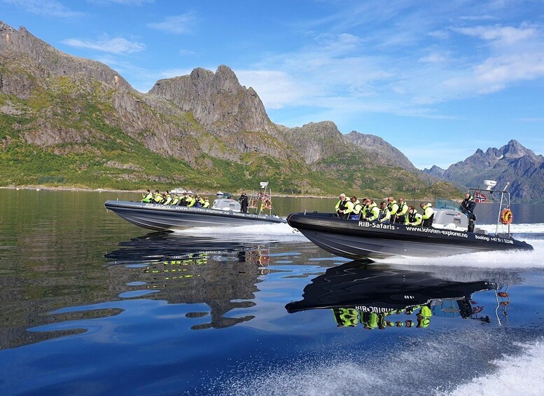 From Svolvaer: Trollfjorden Wildlife RIB Cruise