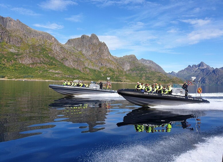 From Svolvaer: Trollfjorden Wildlife RIB Cruise