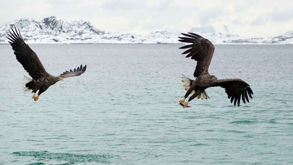 Picture 1 for Activity From Svolvaer: Trollfjorden Wildlife RIB Cruise