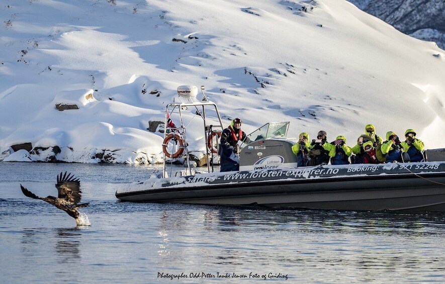 Picture 2 for Activity From Svolvaer: Trollfjorden Wildlife RIB Cruise