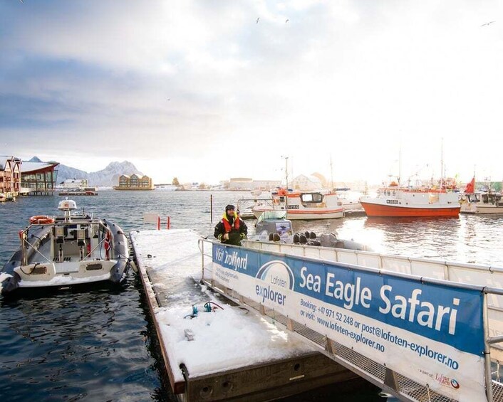 Picture 5 for Activity From Svolvaer: Trollfjorden Wildlife RIB Cruise