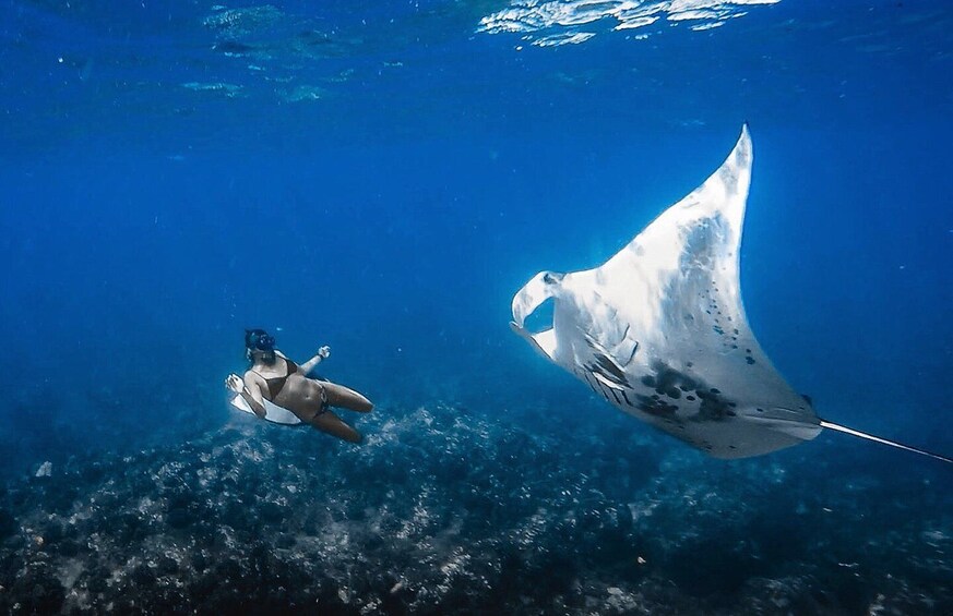 Picture 2 for Activity Kailua-Kona: Manta Ray Snorkeling with Hot Cocoa