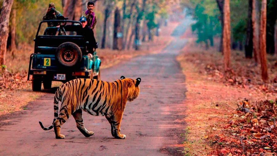 From Jaipur: Same Day Ranthambore excursion