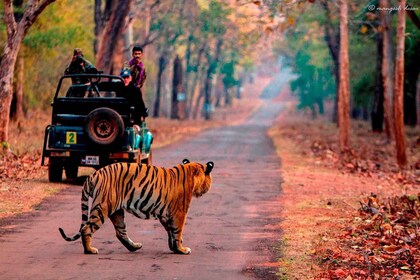 Fra Jaipur: Utflukt til Ranthambore samme dag