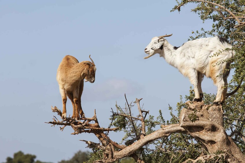 Agadir: Goat on trees & Crocopark including hotel pickup