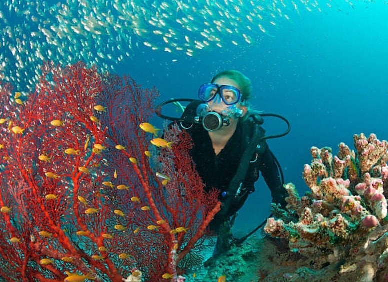 Picture 3 for Activity From Marsa Alam: Beginners Scuba Diving Day-Trip with Lunch