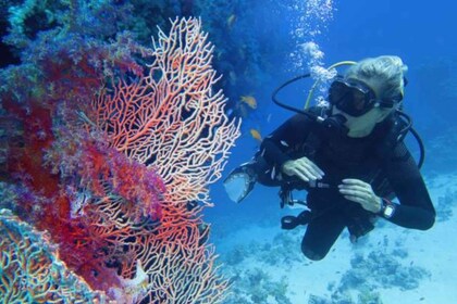 Depuis Marsa Alam : Excursion d'une journée pour les débutants en plongée s...