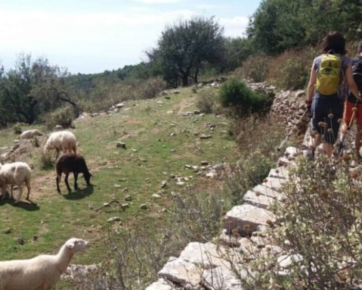 Picture 2 for Activity From Kalamata: Hike the Biliovo Hiking Trail Guided Day Trip