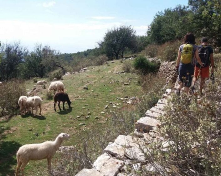 Picture 2 for Activity From Kalamata: Hike the Biliovo Hiking Trail Guided Day Trip