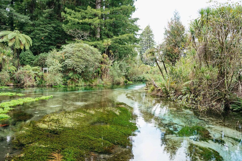 Picture 14 for Activity Rotorua: Explore The Lakes Half-Day Morning Tour