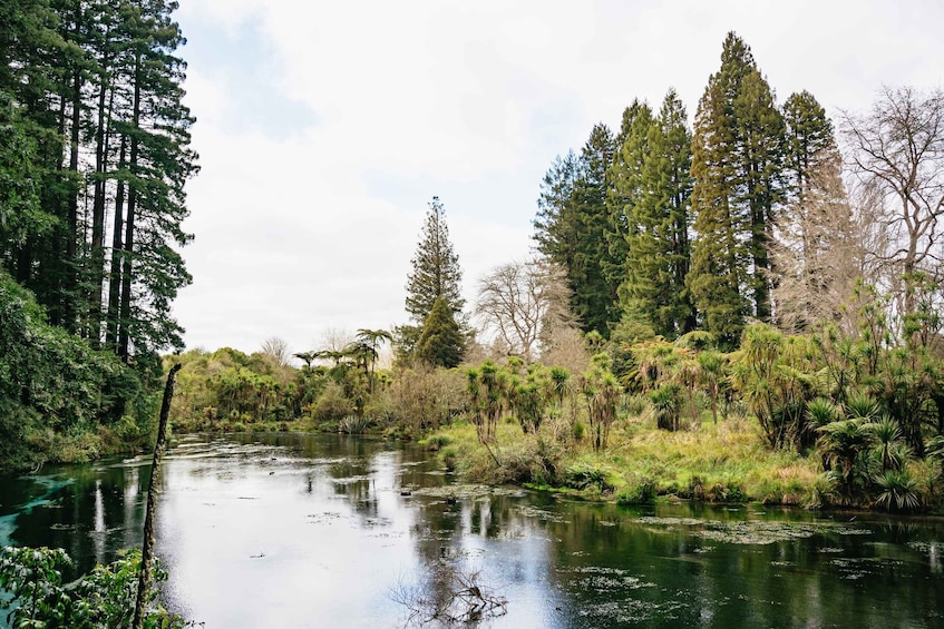 Picture 6 for Activity Rotorua: Explore The Lakes Half-Day Morning Tour