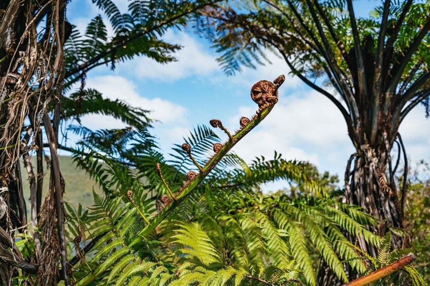 Picture 15 for Activity Rotorua: Explore The Lakes Half-Day Morning Tour