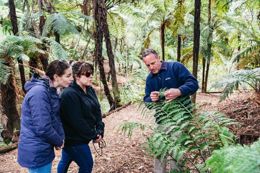 Rotorua: Explore The Lakes Half-Day Morning Tour