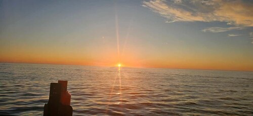 Cape Town: Ocean Safari 1 Hour