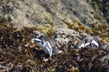 Pingüinos en Chiloé: Rocas y aves.