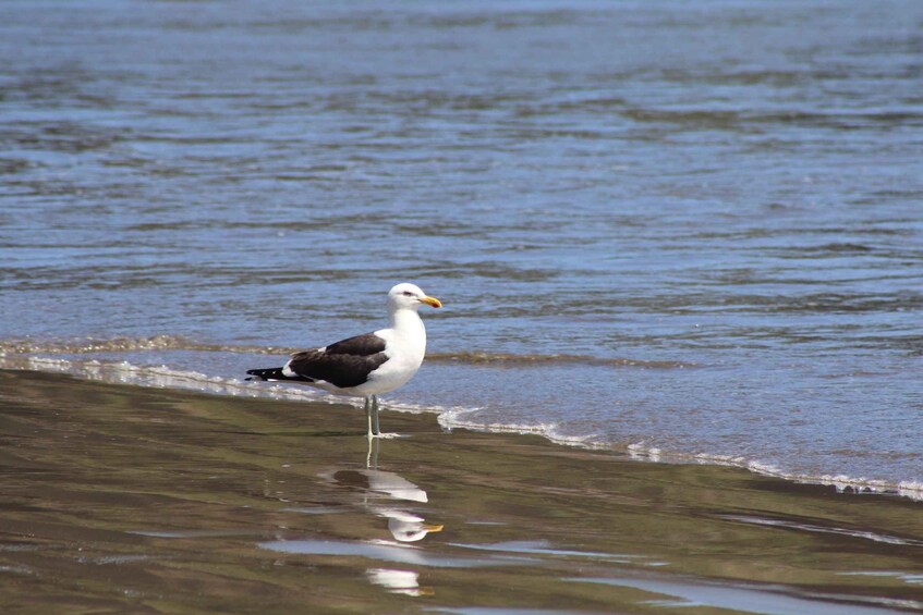 Picture 2 for Activity Pingüinos en Chiloé: Rocas y aves.