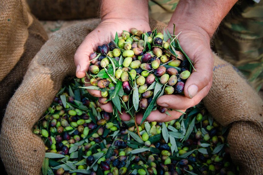 Picture 2 for Activity From Faro: Private Olive Oil Mill Tour with Tasting & Lunch