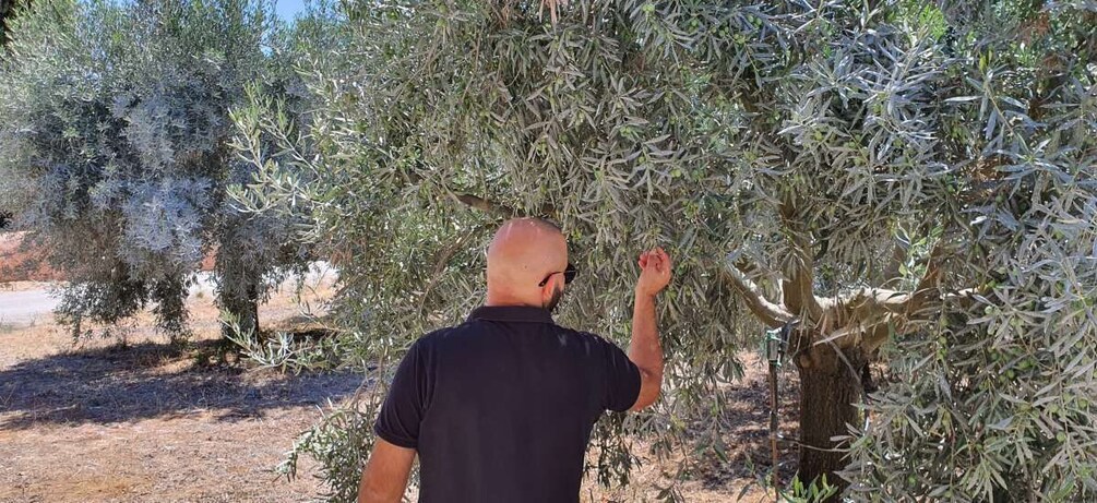 Picture 4 for Activity From Faro: Private Olive Oil Mill Tour with Tasting & Lunch