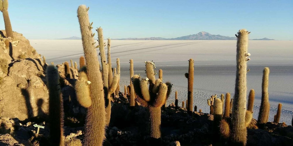 Picture 2 for Activity From Atacama | Private service - Uyuni Salt Flat - 3 Days