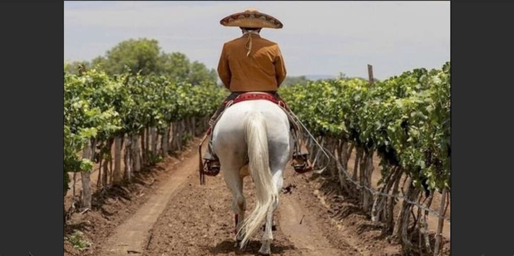 Wine Tour and Horseback Ride in Guanajuato City