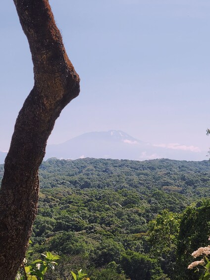 Picture 15 for Activity Arusha National Park Private Day-Trip ,Gdrive+walking safari