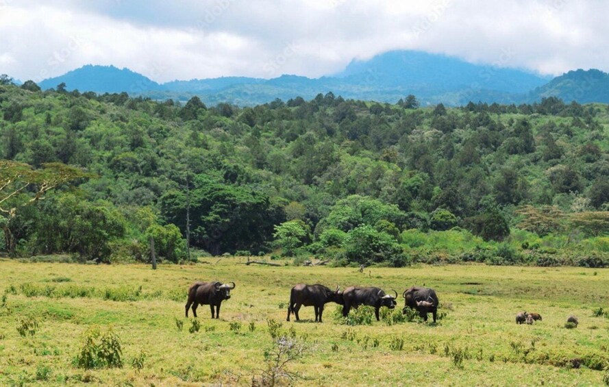 Picture 10 for Activity Arusha National Park Private Day-Trip ,Gdrive+walking safari