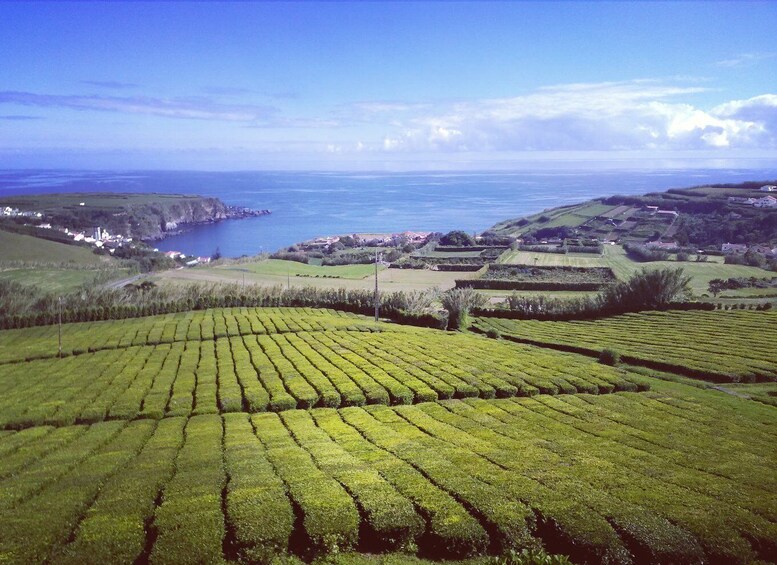 Picture 1 for Activity Volcanic Tour & Tea Plantage (3 people)