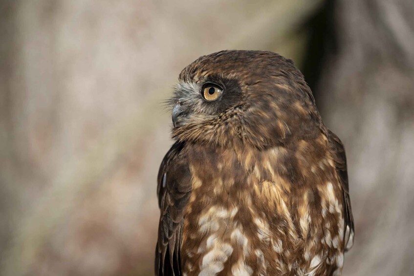 Picture 1 for Activity York: York Bird of Prey Centre Entry Ticket