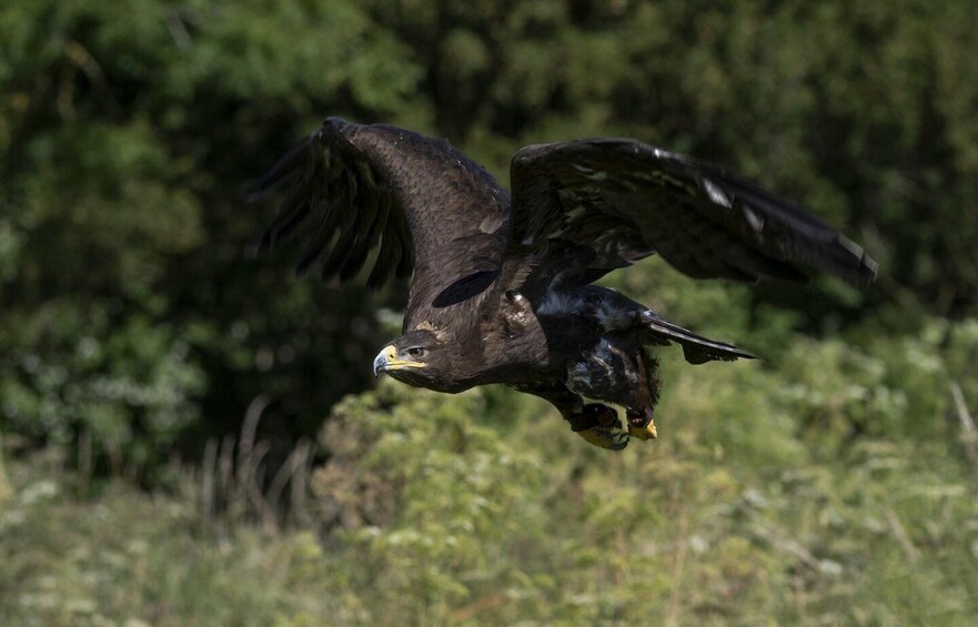 Picture 3 for Activity York: York Bird of Prey Centre Entry Ticket