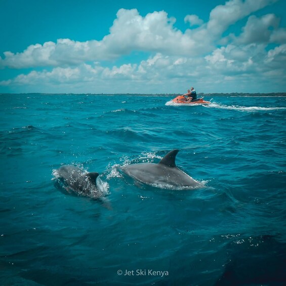 Picture 4 for Activity Jet Ski Dolphin Safari