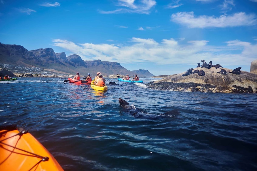 Picture 4 for Activity Cape Town: Guided Kayak Tour of Clifton Beaches & The Coast