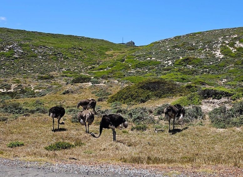 Picture 9 for Activity Cape of Good Hope & Penguins Shared Tour