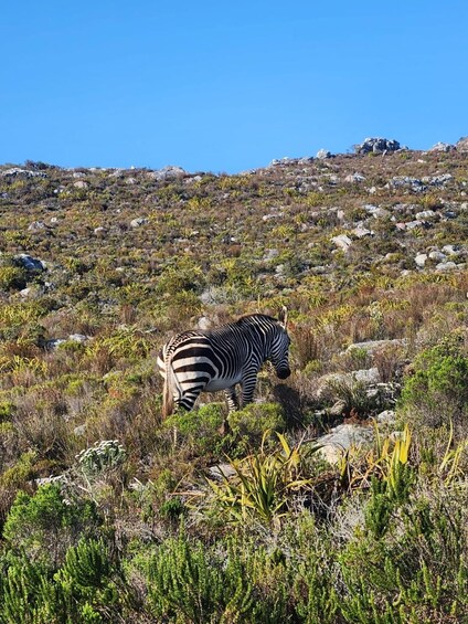 Picture 2 for Activity Cape of Good Hope & Penguins Shared Tour