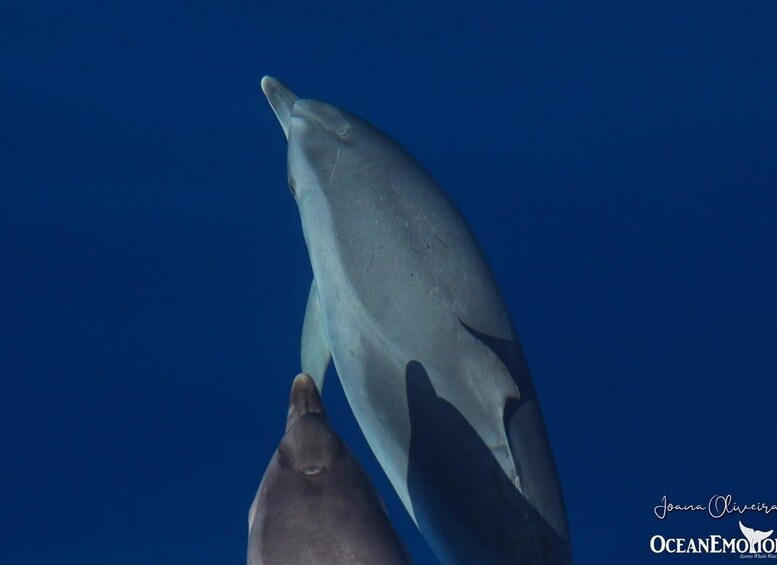 Picture 4 for Activity Swimming with Dolphins in Terceira Island