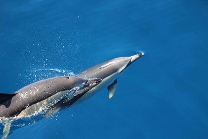 テルセイラ島でイルカと泳ぐ