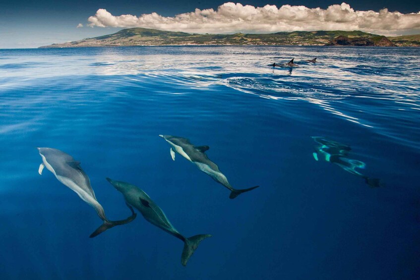 Picture 3 for Activity Swimming with Dolphins in Terceira Island