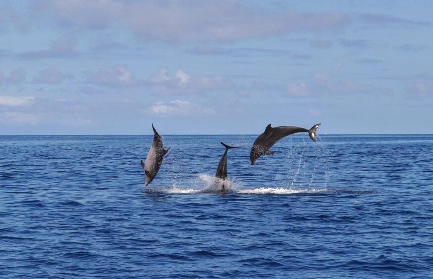 Picture 1 for Activity Swimming with Dolphins in Terceira Island