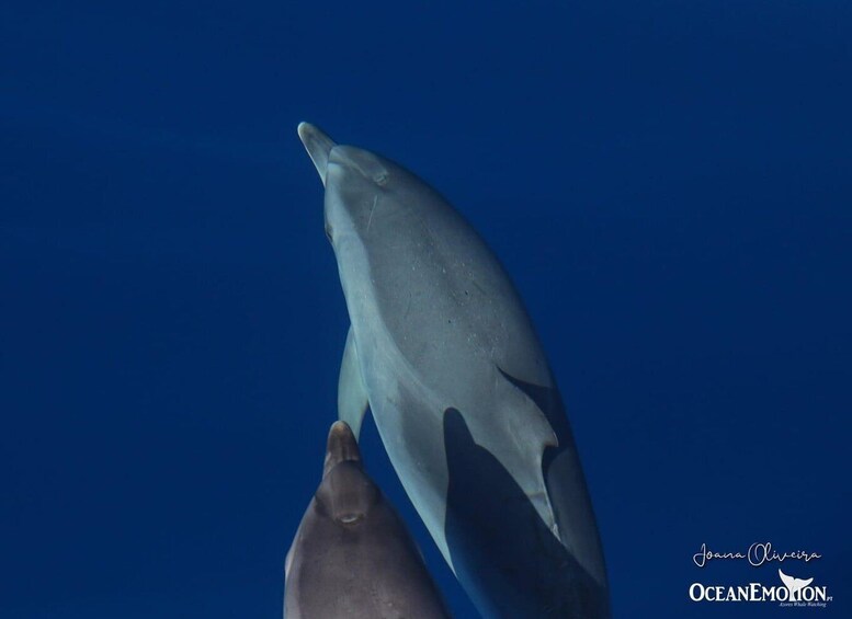 Picture 4 for Activity Swimming with Dolphins in Terceira Island