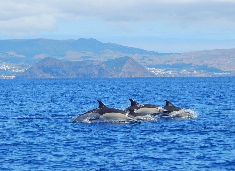 Picture 5 for Activity Swimming with Dolphins in Terceira Island