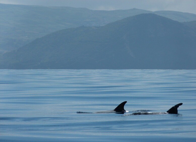 Picture 2 for Activity Swimming with Dolphins in Terceira Island