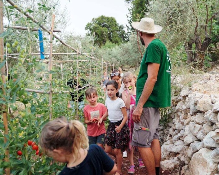 Picture 15 for Activity Phyllo Pie Baking Class @ Lefkada Micro Farm