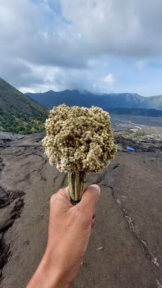 Picture 3 for Activity Mt.Merbabu Sunrise Trekking Tour 2 Days 1 Night