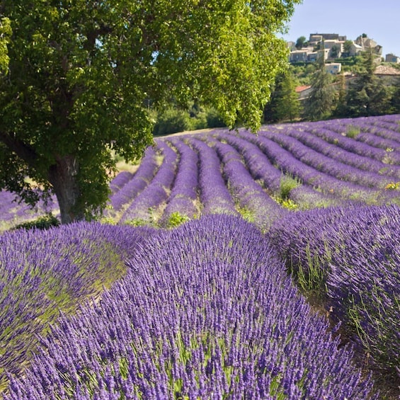 Picture 8 for Activity The Gorges du Verdon & its Lake Full Day Tour