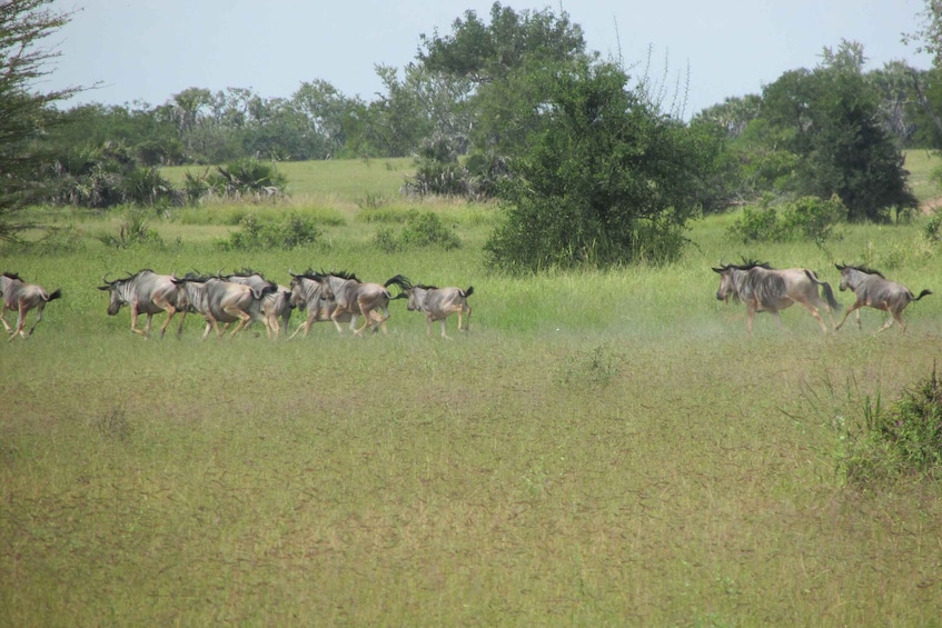 Picture 4 for Activity Three Days Safari To Mikumi National Park (Driving Safari)