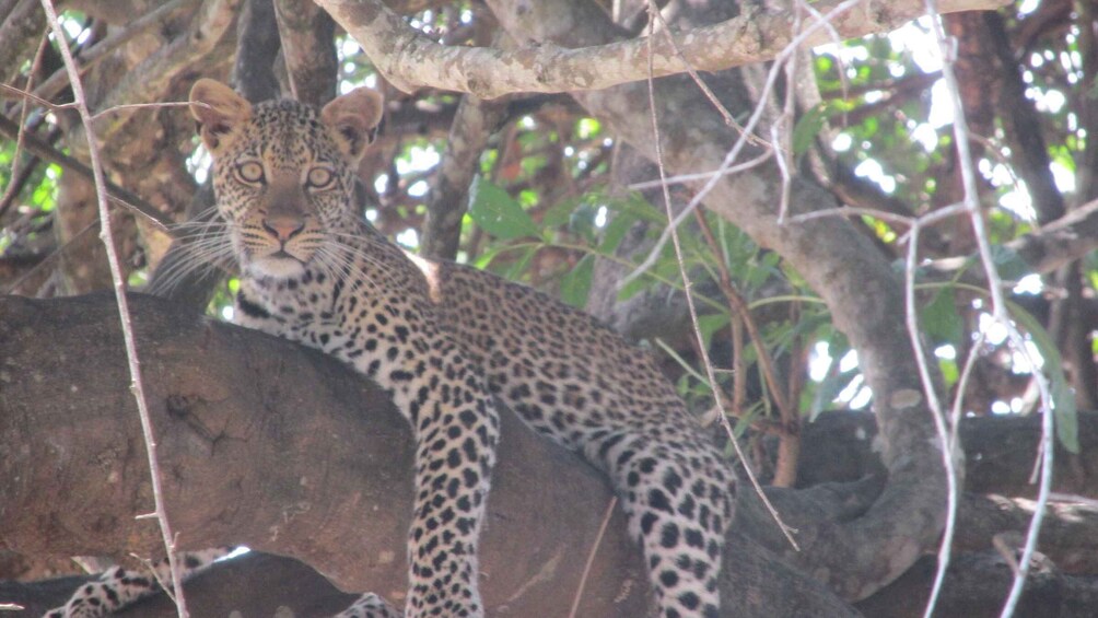 Picture 2 for Activity 3-Days safari fly from Zanzibar to Dar driving to Mikumi NP