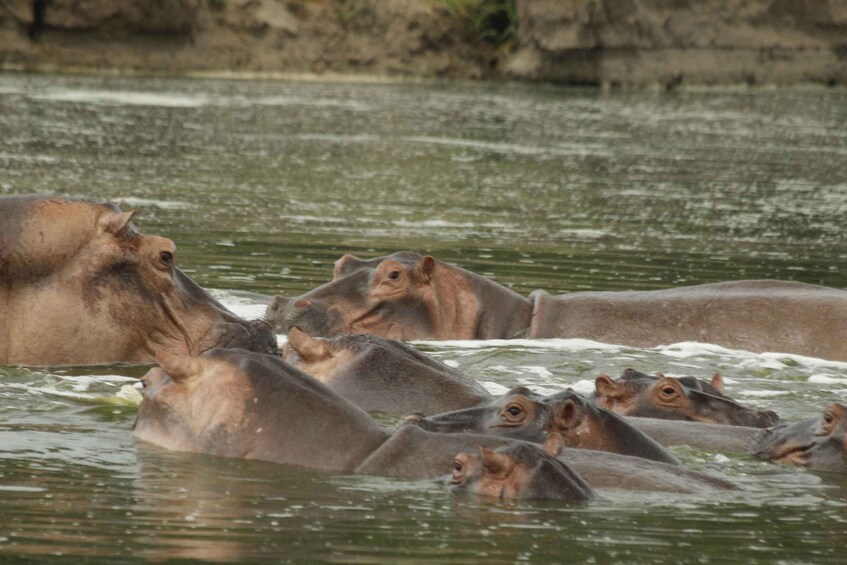 Picture 1 for Activity 3-Days Safari To Mikumi National Park (Driving Safari)