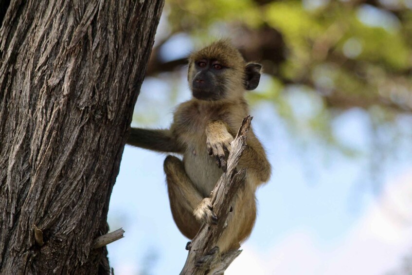 Picture 3 for Activity 3-Days safari fly from Zanzibar to Dar driving to Mikumi NP