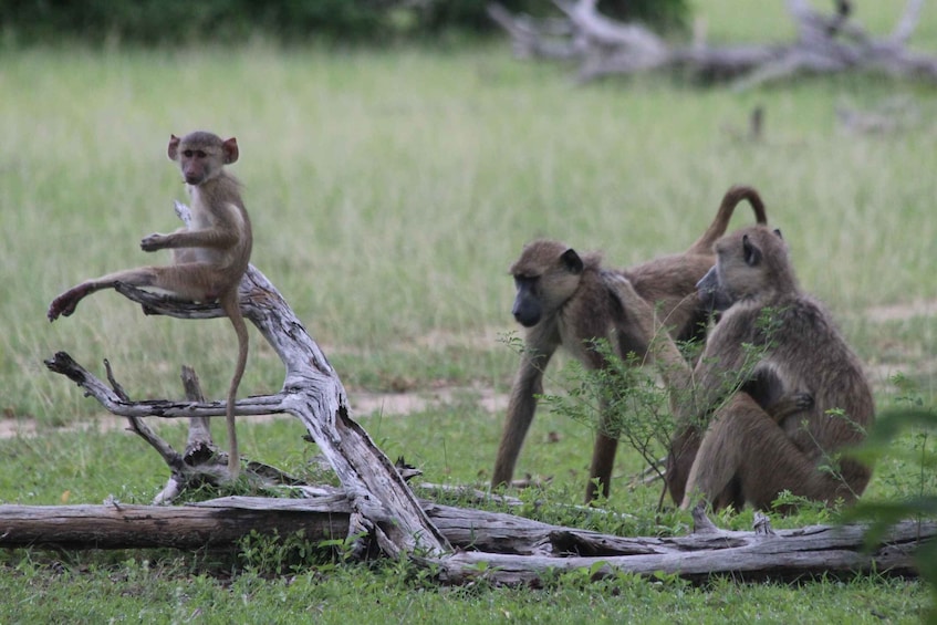 Picture 2 for Activity Three Days Safari To Mikumi National Park (Driving Safari)